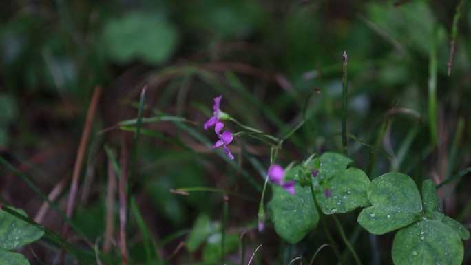 紫色小花