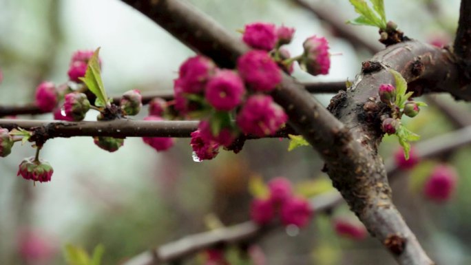 春（2）：雨后古塔、桃花、迎春、水滴