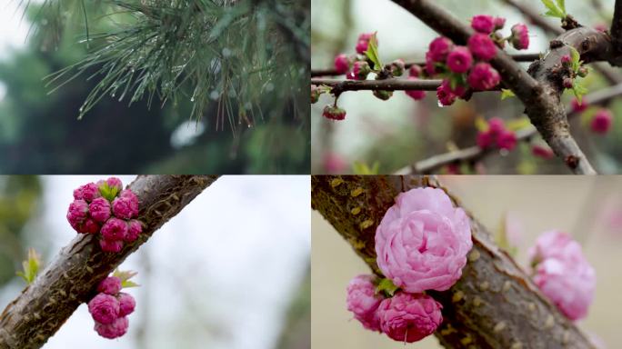 春（2）：雨后古塔、桃花、迎春、水滴