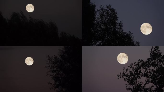 9组夜晚树影月亮素材