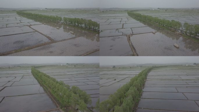 农田水稻航拍11-1080p