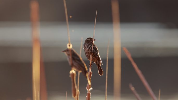 德克萨斯州西部的一只雌性红翼黑鸟：日落