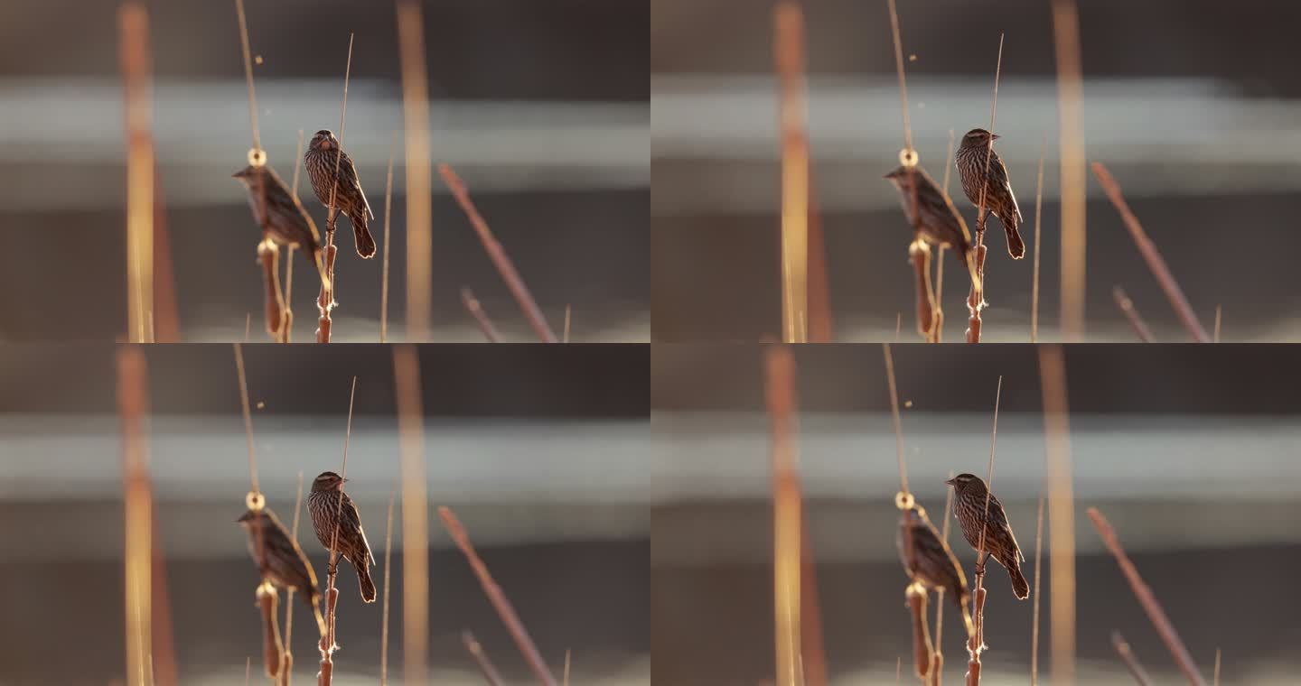 德克萨斯州西部的一只雌性红翼黑鸟：日落