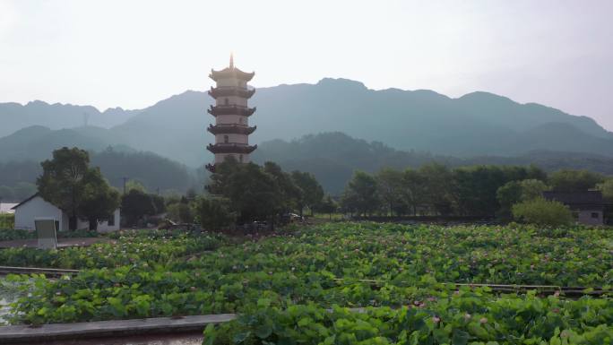 合集 武义十里荷花景区航拍