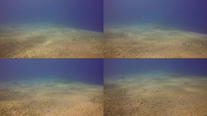 红海的水下景观