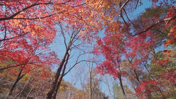 关门山枫叶红叶枫树林游客游玩枯树叶深秋