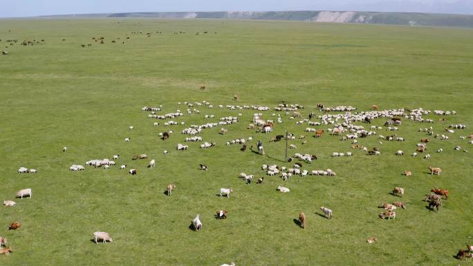 巴音布鲁克草原上的羊群航拍