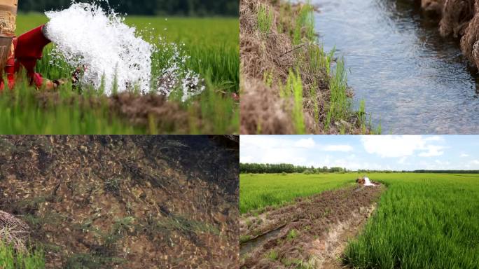 水稻农田灌溉清澈见底