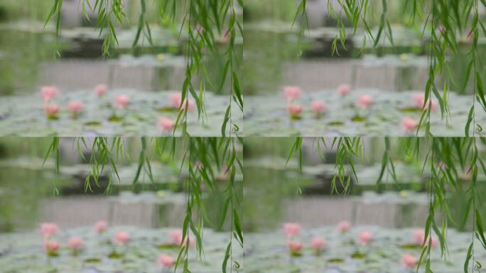 北京世园公园池塘垂柳