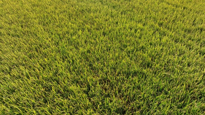 航拍秋天水稻田成熟农业农作物自然风光