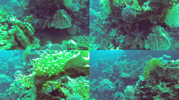 红海的珊瑚群