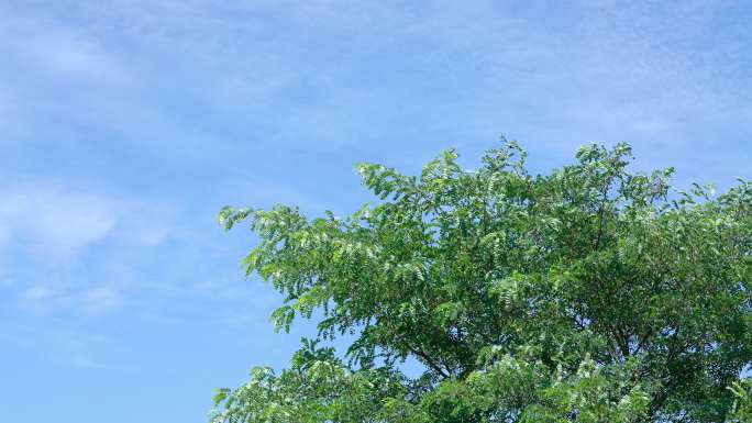 北京世园公园蓝天白云和夏天的树
