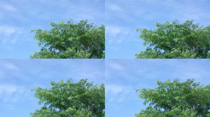北京世园公园蓝天白云和夏天的树