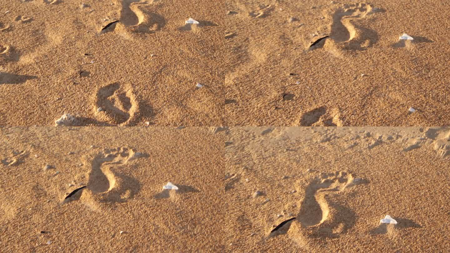 日落时沙滩上的脚印