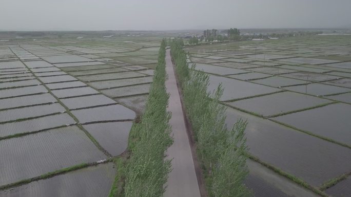 农田水稻航拍07-1080p
