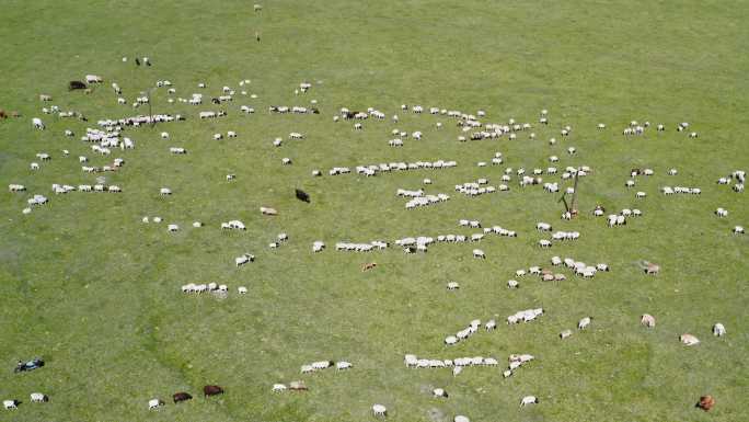 巴音布鲁克草原上的羊群航拍