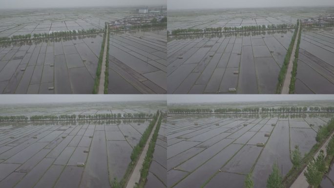 农田水稻航拍06-1080p