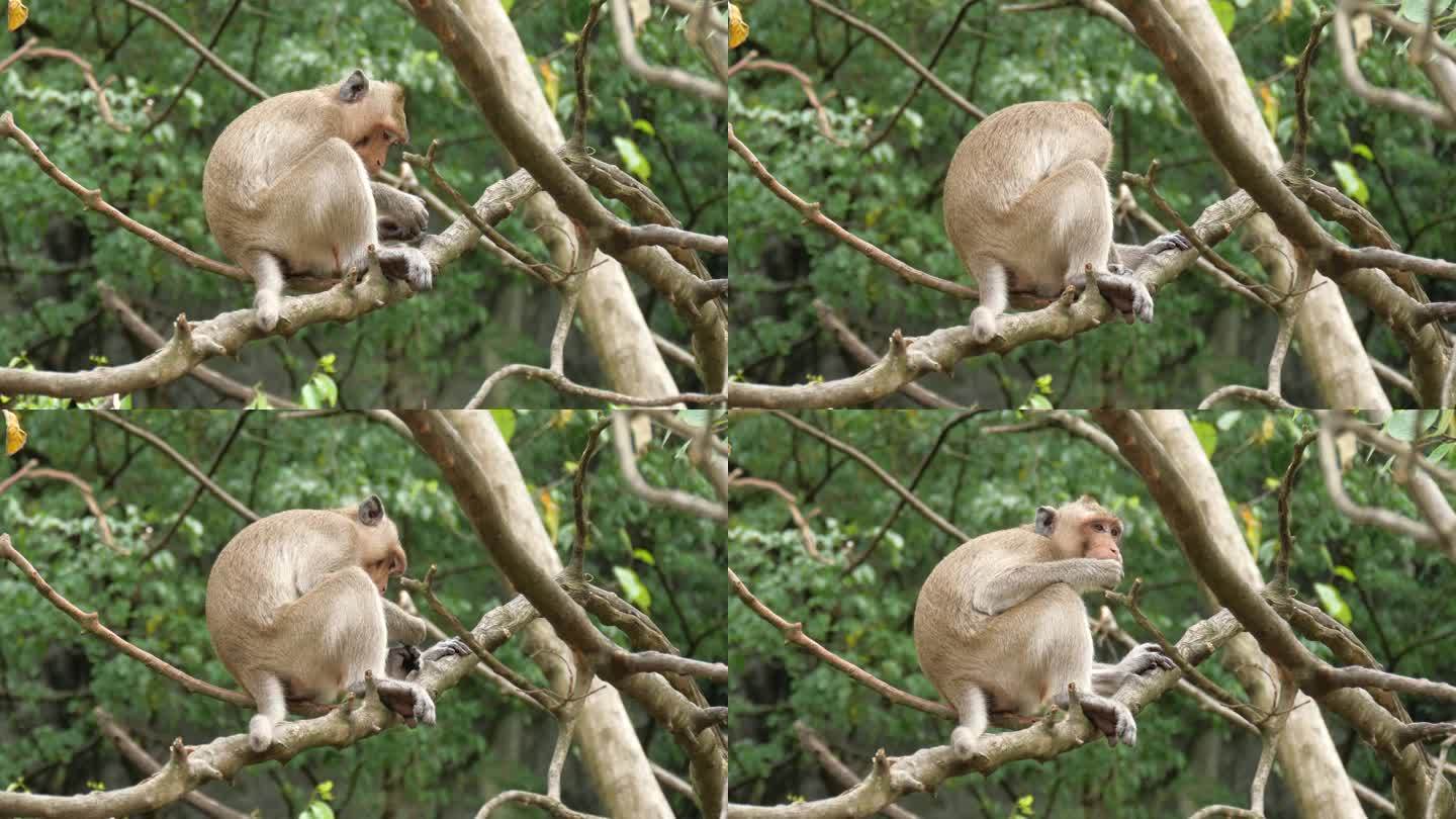 树上的猴子