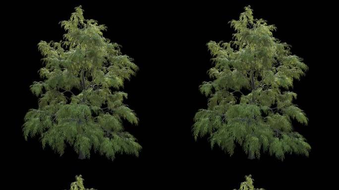 4K 树 透明通道