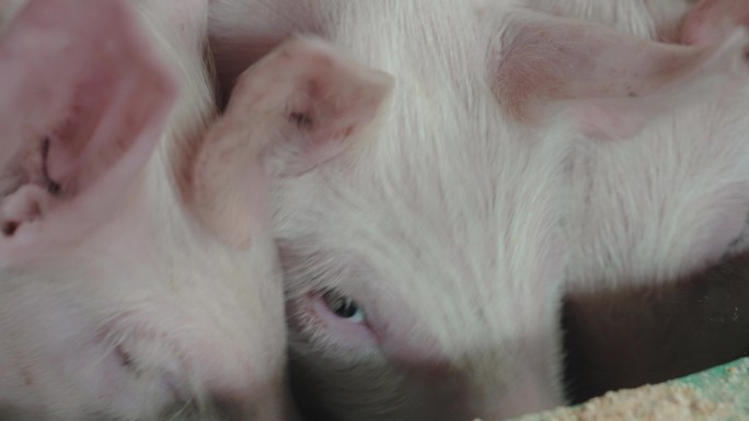 养猪场养殖场饲养科学养殖