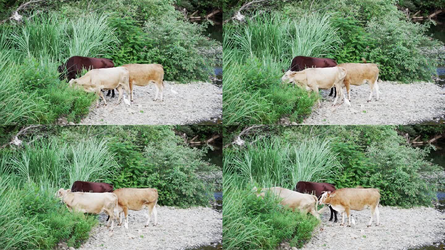 溪滩草丛中吃草黄牛群