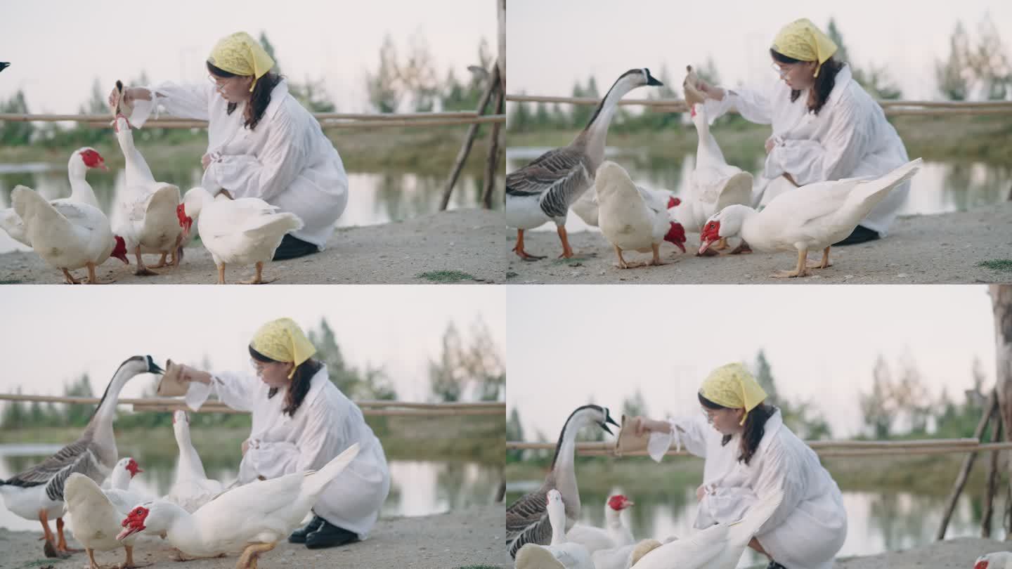 一位年轻的女工在家禽农场喂鹅