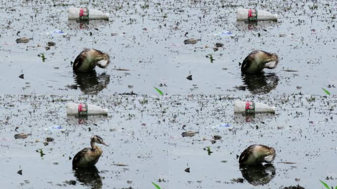 污染的河水中水鸟清理自身污垢