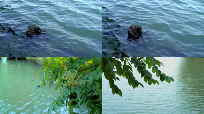 水 波浪 树叶 绿植 湖面 短视频