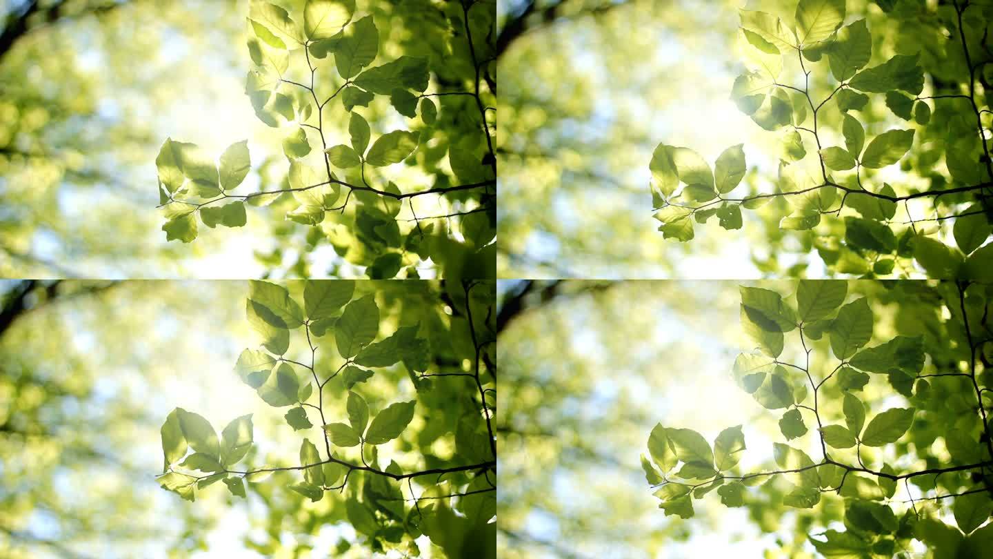 树叶空镜绿色暖阳