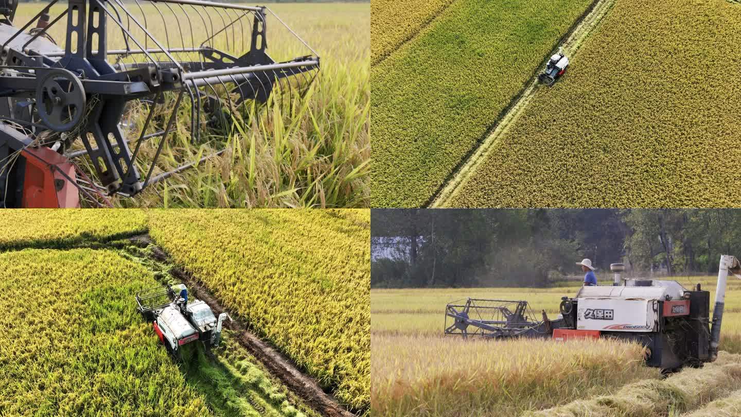 4K秋天金黄的稻田中正在工作的收割机