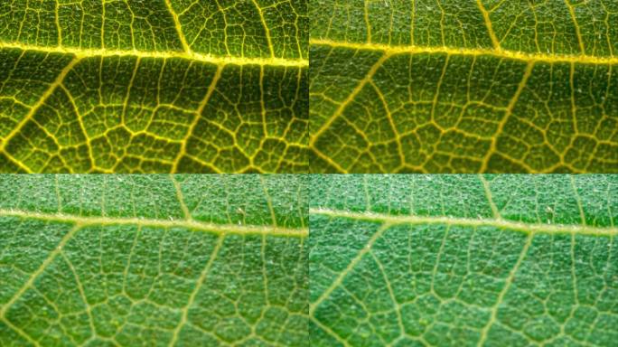 绿叶叶脉超微距延时叶片上的水珠蒸发