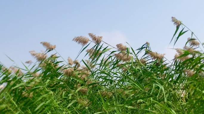 芦苇丛 芦苇花 摇摆