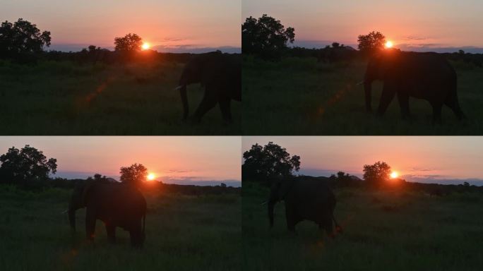 大象在非洲红色夕阳下的野生草原上