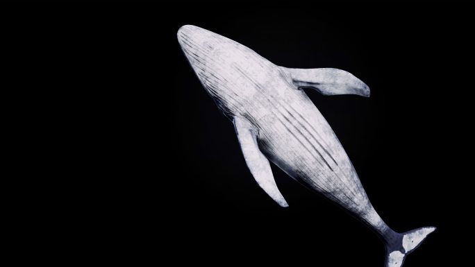 鲸鱼动画-4K跳水