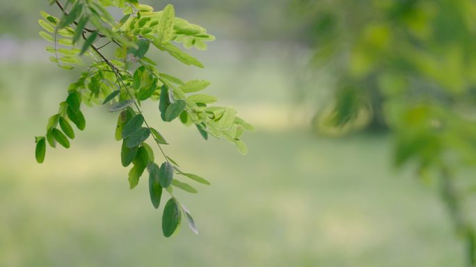 北京东湖公园树叶随风摆动空境