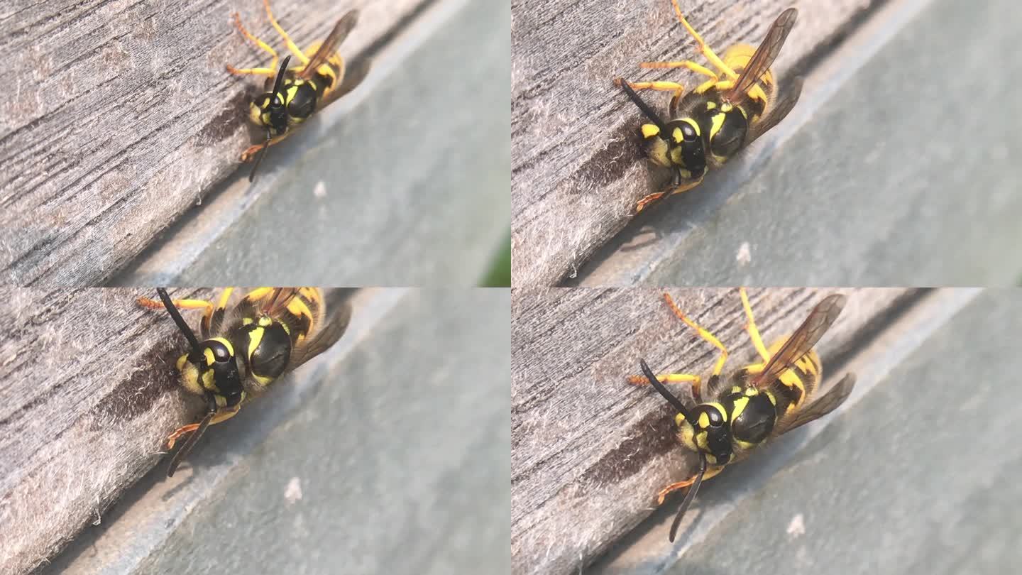 蚂蜂 觅食