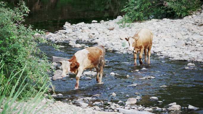 黄牛群走过小溪