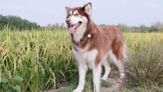 4K稻田间的一条阿拉斯加犬