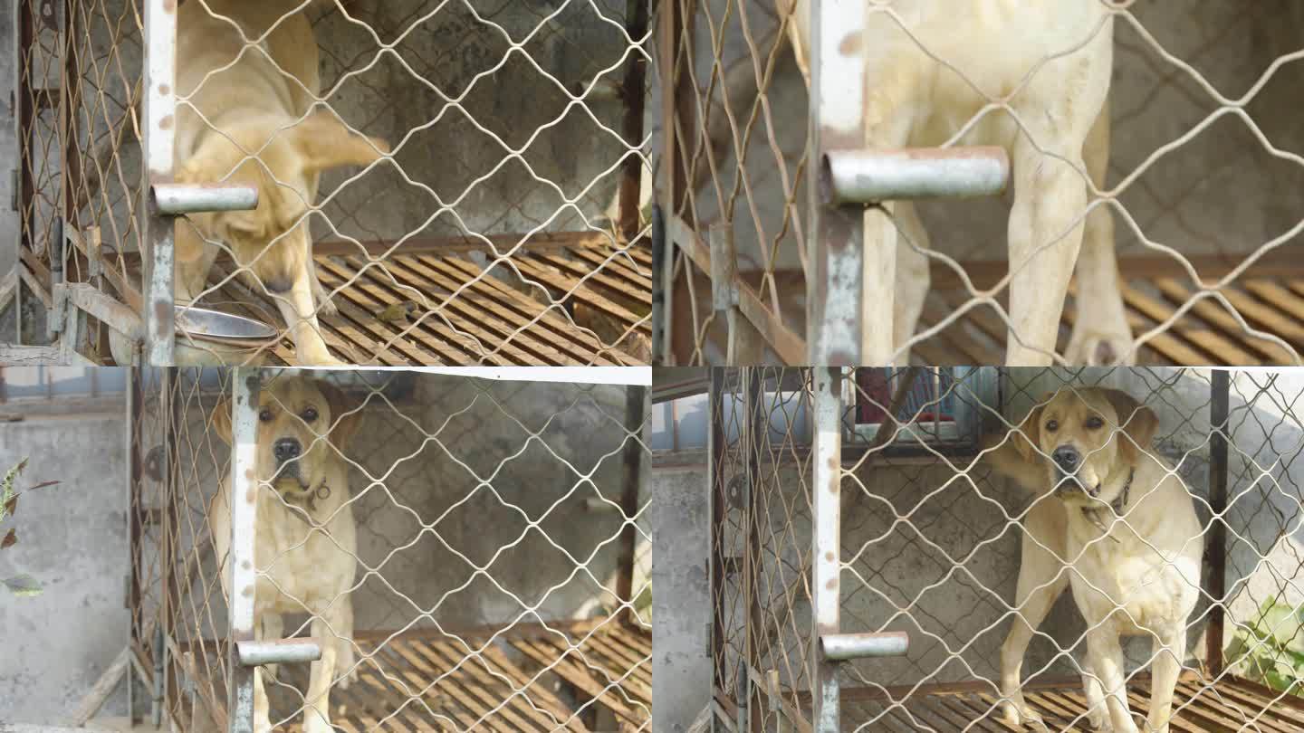 笼子里的拉布拉多犬