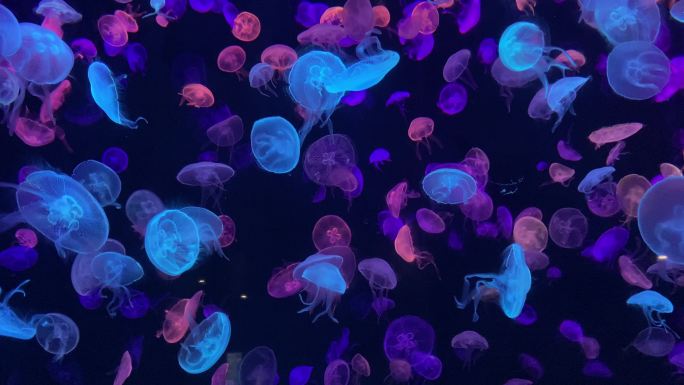 【4K超清】珠海长隆海洋王国发光的水母