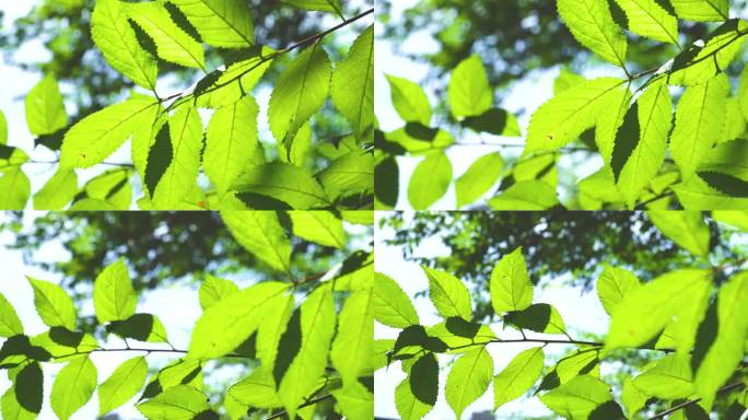 4k唯美阳光透过树叶小清新天然氧吧绿植物