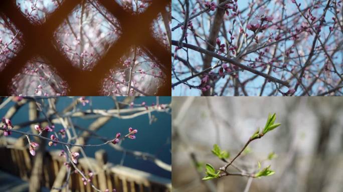 春（3）：北普陀山的春天