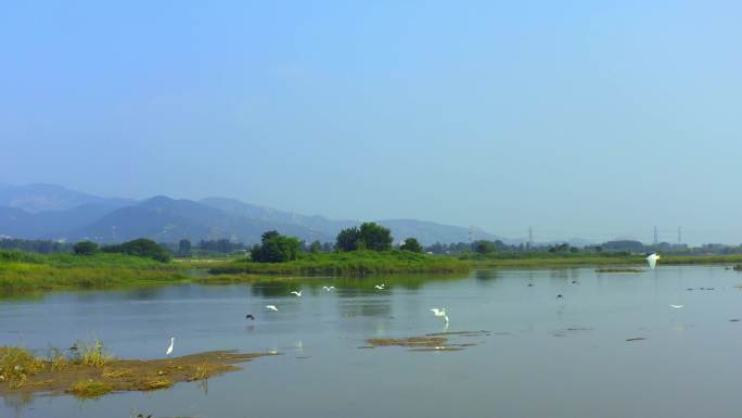 泰安汶河湿地4K航拍