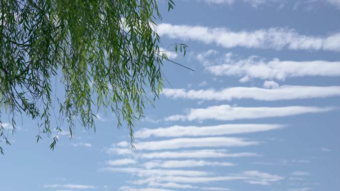 北京世园公园垂柳蓝天白云