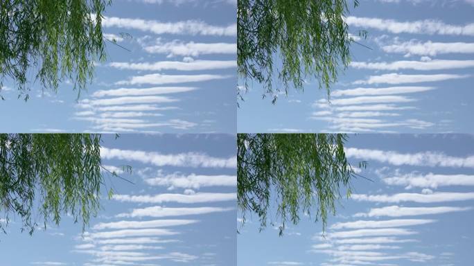 北京世园公园垂柳蓝天白云