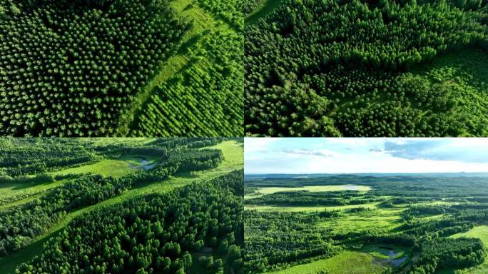 森林林场航拍塞罕坝林场