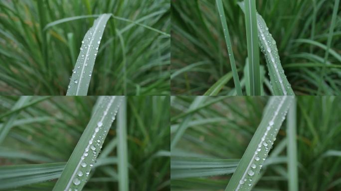 小草雨露