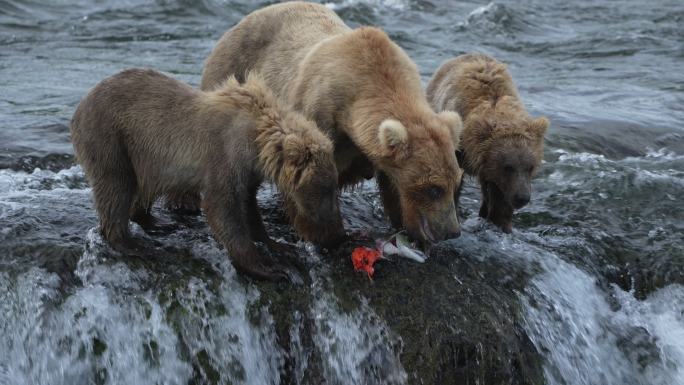母棕熊和小熊吃鱼-慢动作