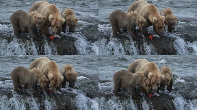 母棕熊和小熊吃鱼-慢动作