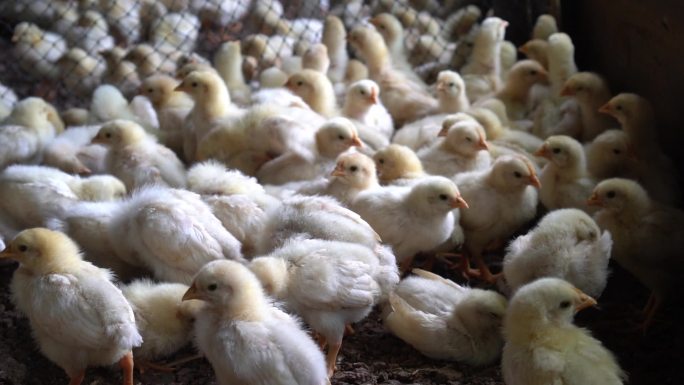 肉鸡，鸡，鸡在家禽农场股票视频